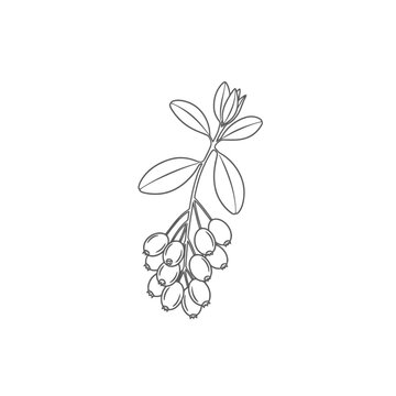 Black outline drawing of a barberry branch featuring small oval shaped berries and green leaves for botanical identification purposes to showcase the natural structure of this medicinal thorny
