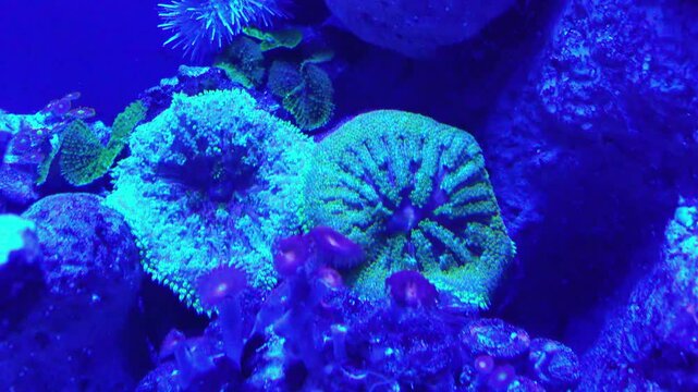 Neon mushroom corals (Rhodactis sp.), a species of soft coral belonging to reef-associated marine aquarium environments.