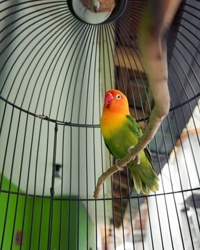 lovebird in a cage