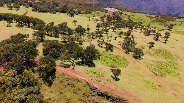Drone footage of Fanal forest plateau with laurel trees and open grassland, Madeira Island