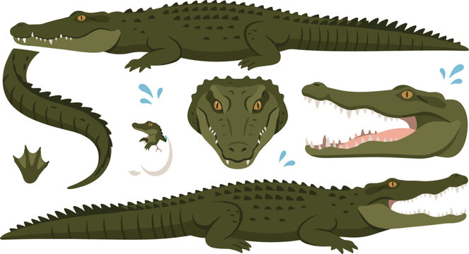 Realistic Crocodile and Alligator Vector Set with Full Body Reptiles, Open Jaw Head Profiles, Front View Face, Tail, and Paw Elements for Nature Wildlife Designs