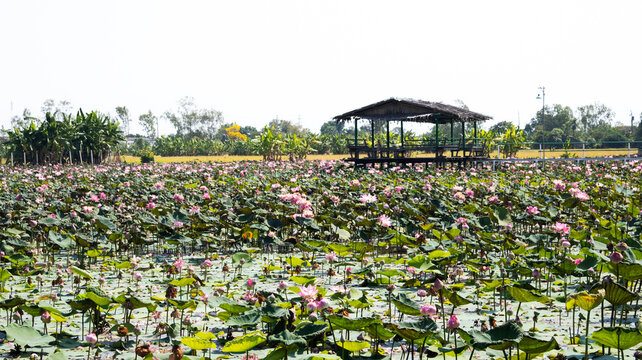 Pink and white lotus flower or violet lilly blossom and Nymphaeaceae flora and green leaf plant tree in water pond in garden park outdoor in agricultural plantation at meadow of Pathum Thani, Thailand