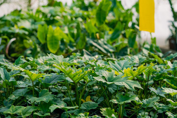 Philodendron plants growing densely in a commercial greenhouse facility, representing thriving plant growth, sustainable horticulture, and professional nursery operations © wifesun