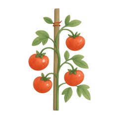Fototapeta premium PNG Illustrated tomato plant with stake.