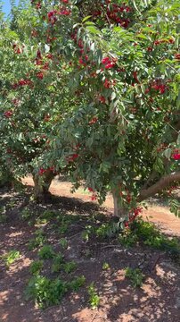 Vertical cinematic shot moving through a cherry orchard as branches and trees sway in strong wind. Natural farming landscape, harvest season, agriculture and rural life in Israel
