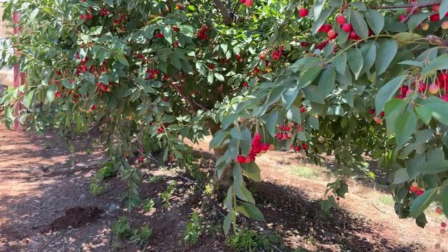 Vertical cinematic shot moving through a cherry orchard as branches and trees sway in strong wind. Natural farming landscape, harvest season, agriculture and rural life in Israel
