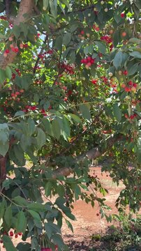 Vertical cinematic shot moving through a cherry orchard as branches and trees sway in strong wind. Natural farming landscape, harvest season, agriculture and rural life in Israel
