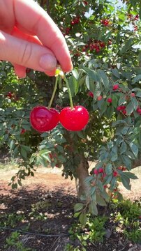Close-up view of two ripe cherries growing on a tree branch in a cherry orchard. Fresh seasonal fruit, natural farming, harvest time, and agricultural lifestyle in Israel