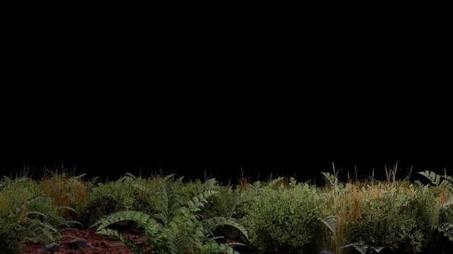 Forest Floor Foreground Plate &mdash; Ferns, Grass and Foliage Overlay on Black Background for Compositing