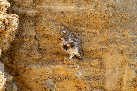 A female Little Owl (Athene noctua) resting on a steep clay cliff face near her nesting site, displaying her bare brood patch with belly feathers plucked away to line the nest with soft down.