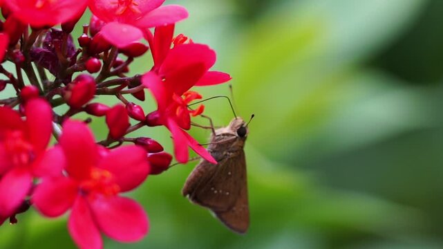 Close Up Slow Motion of Moth Collecting Nectar from Red Ixora Blossom