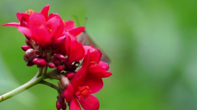 Close Up Slow Motion of Moth Collecting Nectar from Red Ixora Blossom