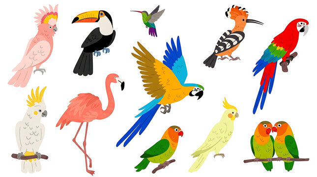 Colourful Tropical Bird Collection Featuring Cockatoos, Macaws, Toucan, Flamingo, Hummingbird, and Lovebirds in Vector Style.