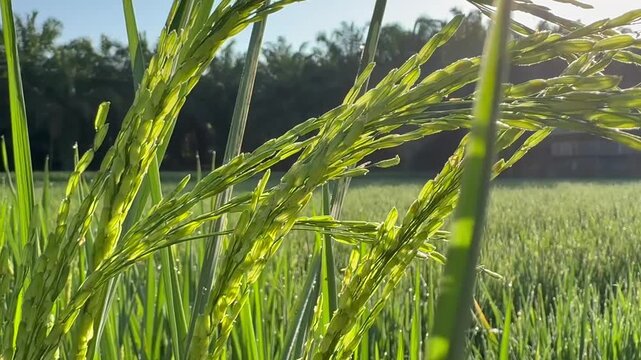 Close Up of Green Rice Ears in Paddy Field at Sunrise