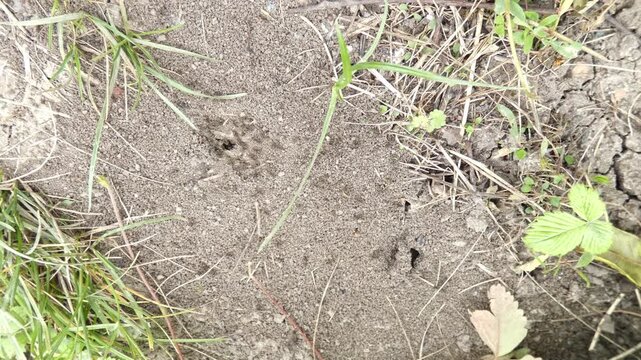 Small black ants Lasius niger colony working near green sprout on dry dirt, panning, wide shot, soft light. Swarm intelligence and interconnection.