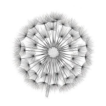 Detailed dandelion seed head vector illustration with dandelion