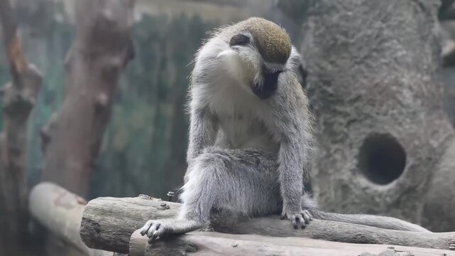 Grivet Monkey Perching and Turning Around on a Wooden Log