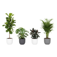 Fototapeta premium A linear row of four distinct, mature indoor potted plants: fiddle leaf fig, monstera, rubber plant, and lady palm in ceramic pots on a white background, modern natural elegance ambiance