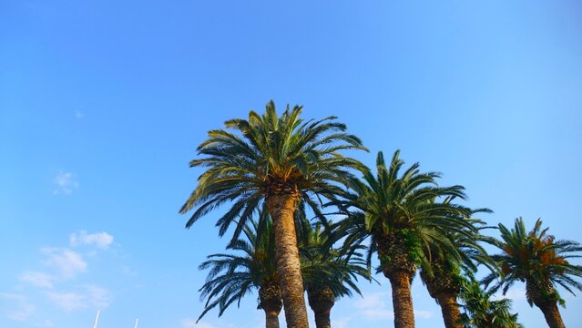 Tropical palms high in the sky in mediterranean city, exotic destination background