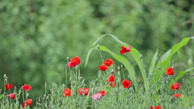 Red Poppy Flowers Swaying in Gentle Breeze Against Green Background