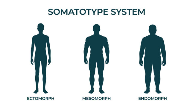 Somatotype system diagram with ectomorph mesomorph and endomorph male body types