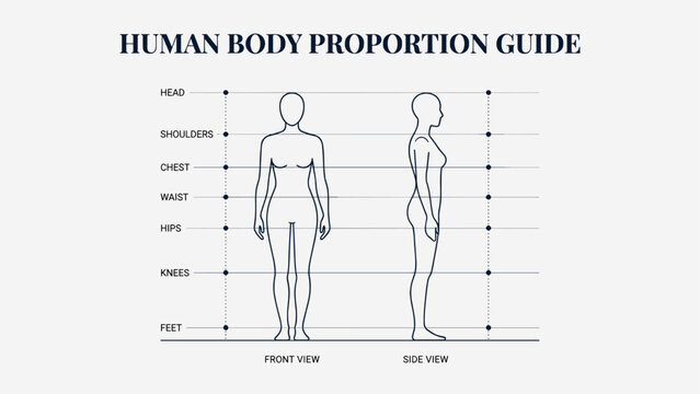 Human body proportion guide illustration showing female anatomy measurements