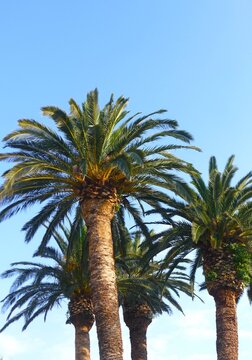 Tropical palms high in the sky in mediterranean city, exotic destination background