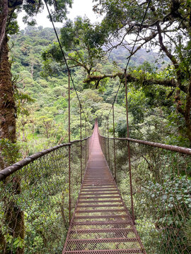 Suspension bridge across lush cloud forest in Panama, empty walkway surrounded by dense green canopy and misty hills