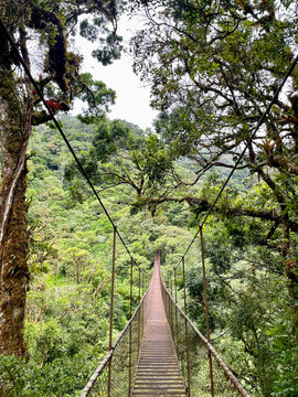 Suspension bridge across lush cloud forest in Panama, empty walkway surrounded by dense green canopy and misty hills