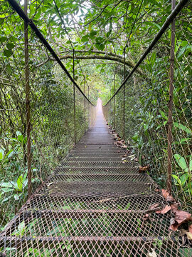 Suspension bridge across lush cloud forest in Panama, empty walkway surrounded by dense green canopy and misty hills