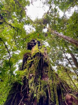 Moss covered rainforest giant tree in Panama, low angle view, lush green epiphytes and dense tropical canopy