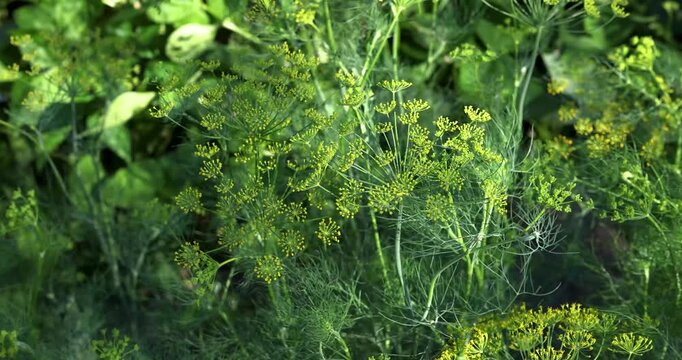 Fresh green dill plant growing in a summer garden