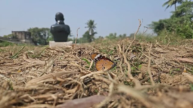 Ground-level macro footage of Tiger Butterfly resting among dry grass in its natural habitat. Detailed wing patterns, natural behavior, and peaceful outdoor environment with softly blurred background