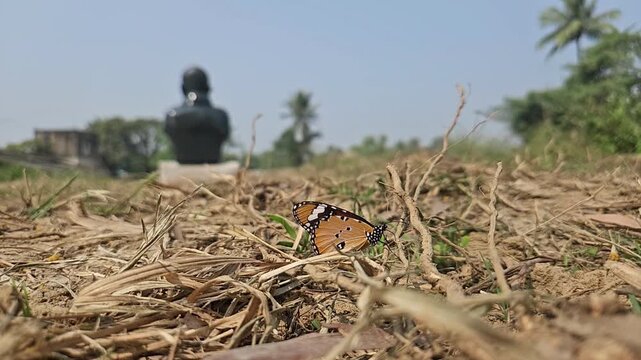 Ground-level macro footage of Tiger Butterfly resting among dry grass in its natural habitat. Detailed wing patterns, natural behavior, and peaceful outdoor environment with softly blurred background