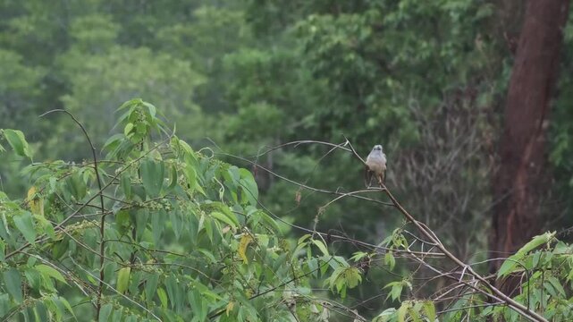 Plaintive Cuckoo Vocalizing and Underwing Scratching, Palawan Philippines
