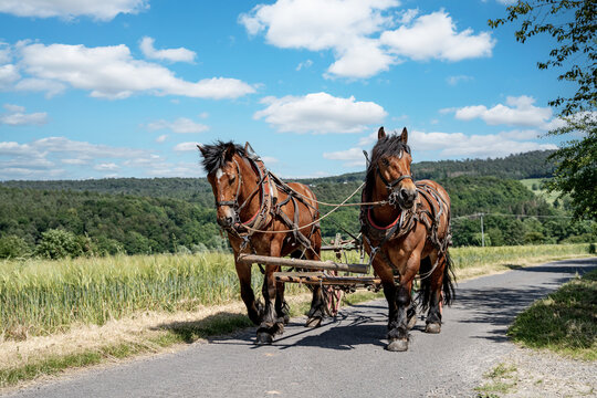 Traditionelle Landwirtschaft: Kaltblut-Gespann auf dem Weg zum Hacken auf dem Kartoffelacker.