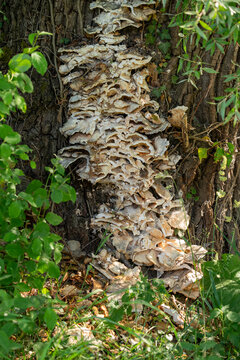 Close up to bottom of old tree with with heavy  infestation with tree fungus. Green plants around are contrasting. Concept of decay and disease.