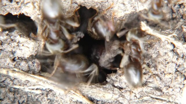Small black ants Lasius niger carrying soil particles inside underground tunnel, macro, soft light. Tiny world and intricacy.