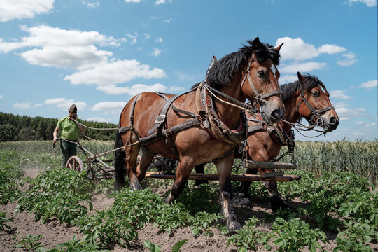 Traditionelle Landwirtschaft: Kaltblut-Gespann beim Hacken auf dem Kartoffelacker