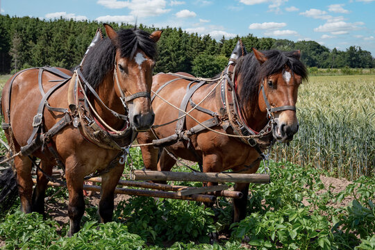 Traditionelle Landwirtschaft: Kaltblut-Gespann bei Zugarbeiten auf einem Feld, Nahaufnahme