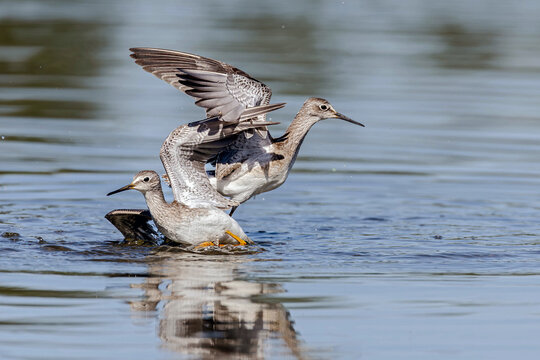 great crested grebe