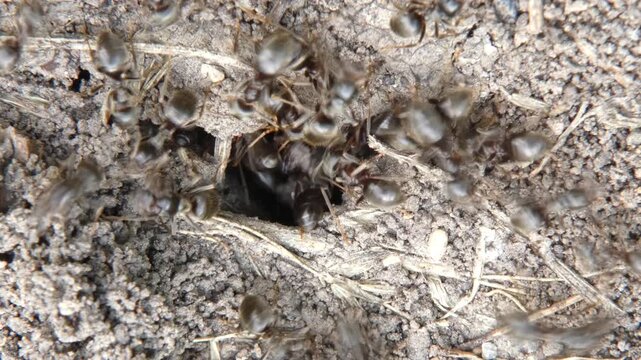 Small black ants Lasius niger working at sandy tunnel opening, close-up, soft light. Hard work and connection.