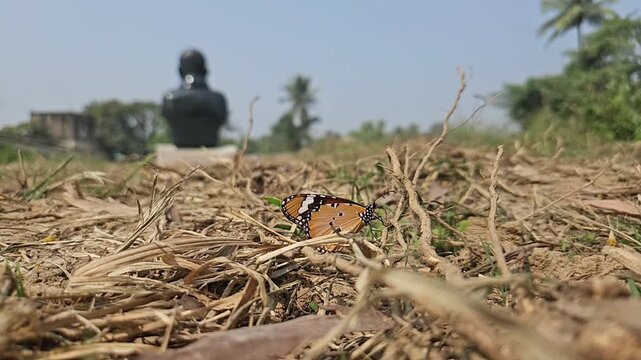 Tiger Butterfly Resting on Dry Grass in Natural Habitat, Butterfly Macro Close Up, Tropical Wildlife, Selective Focus, Ground Level View, Slow Motion Cinematic Nature Footage