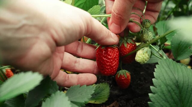 Summer strawberry harvest. Hands picking fresh red strawberries. 