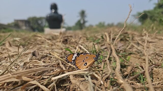 Ground-level macro footage of Tiger Butterfly resting among dry grass in its natural habitat. Detailed wing patterns, natural behavior, and peaceful outdoor environment with softly blurred background