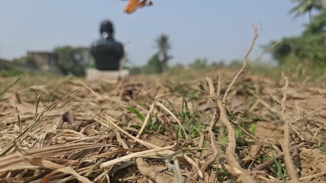 Ground-level macro footage of Tiger Butterfly resting among dry grass in its natural habitat. Detailed wing patterns, natural behavior, and peaceful outdoor environment with softly blurred background