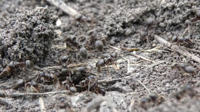 Small black ants Lasius niger moving soil particles around nest hole, tilting, close-up, soft light. Hard work and resilience.