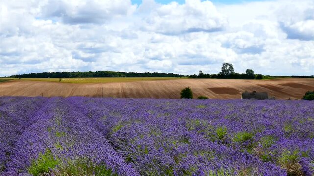 Lavender fiels Snowshill Cotswolds Gloucestershire England UK