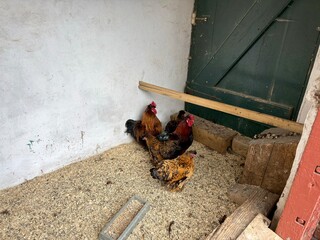 Rustic Chicken Coop: Richly colored red and brown hens gathering in a small traditional farm pen © Curiosity Photos