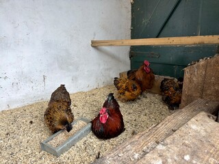 Brown and Red Chickens: A small wooden poultry coop housing a healthy flock of colorful farm birds © Curiosity Photos
